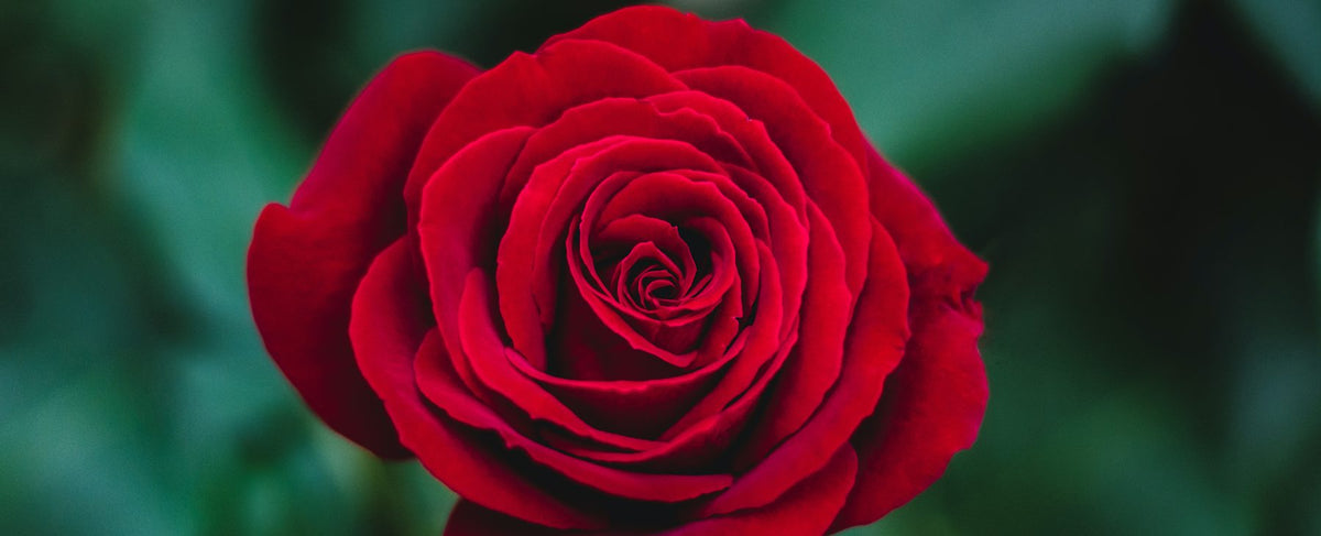 Rose rouge épanouie aux pétales de velours — l'univers de La Fille de Berlin de Serge Lutens et des héroïnes de Léa Seydoux, par la parfumerie Olara