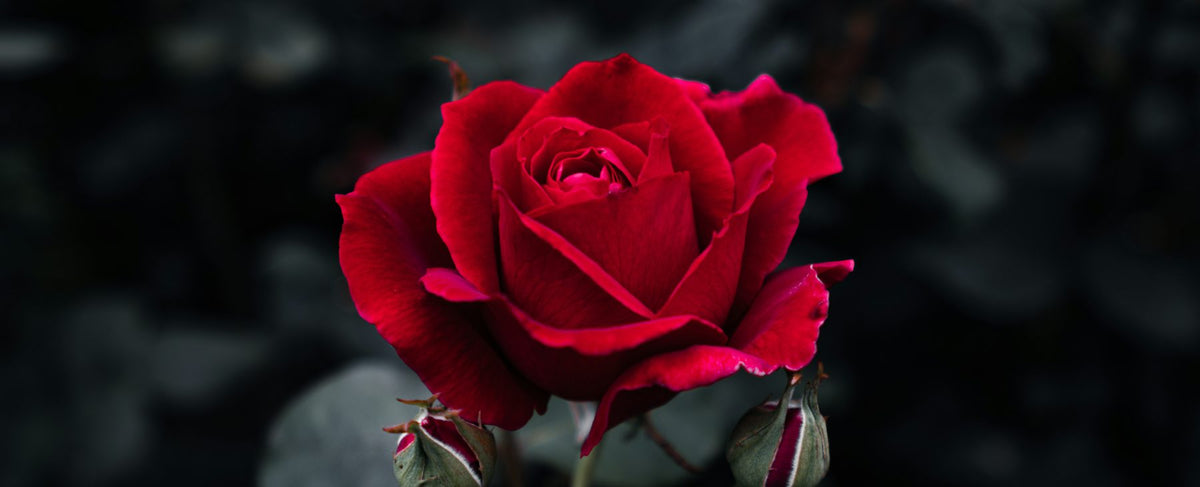 Rose rouge sombre sur fond noir — l'esprit baroque de la Collection Merveilleuse de Caron, par la parfumerie Olara