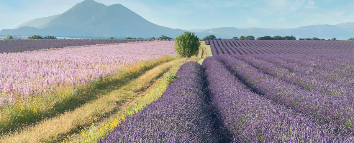 Champ de lavande au coucher du soleil sur le plateau de Valensole, en Provence — l'écho de la lavande de Carla de Mon Guerlain et de l'univers d'Angelina Jolie, par la parfumerie Olara
