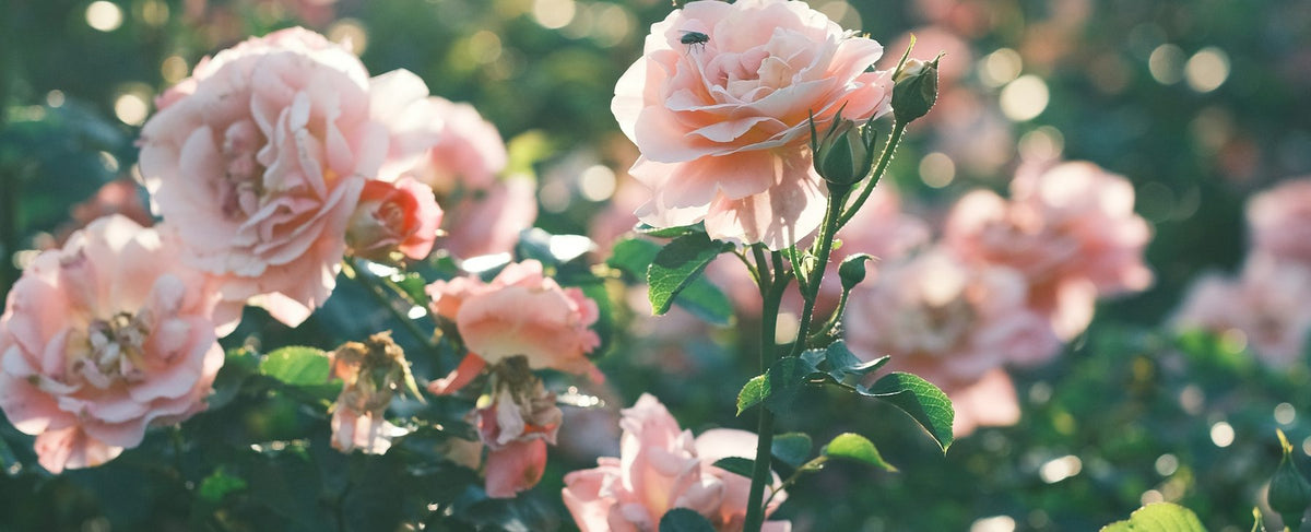 Champ de roses roses traversé par la lumière dorée du soleil — l'univers passionné de Trésor de Lancôme et de Penélope Cruz, par la parfumerie Olara