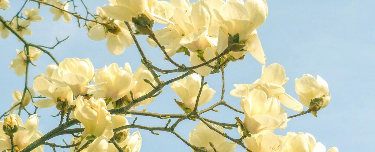 Magnolia bianca in piena fioritura contro un cielo azzurro luminoso — l'universo di Beautiful Magnolia di Estée Lauder incarnato da Ana de Armas, dalla profumeria Olara