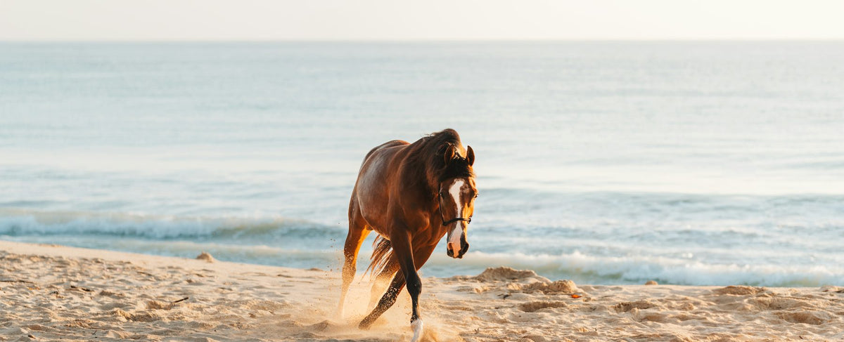 Caballo al galope por una playa de arena frente al océano — un guiño a la campaña Burberry Hero encarnada por Adam Driver, de la perfumería Olara