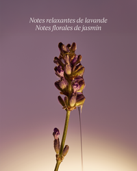 L'Occitane Savon Liquide Mains Lavande (flacon en verre)