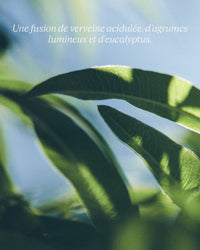 L'Occitane Savon Liquide Mains & Corps Karité Verveine