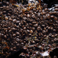 Kilian Paris - Black Phantom