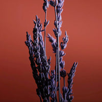 Pour un Homme de Caron Le Soir - Eau de Parfum Intense