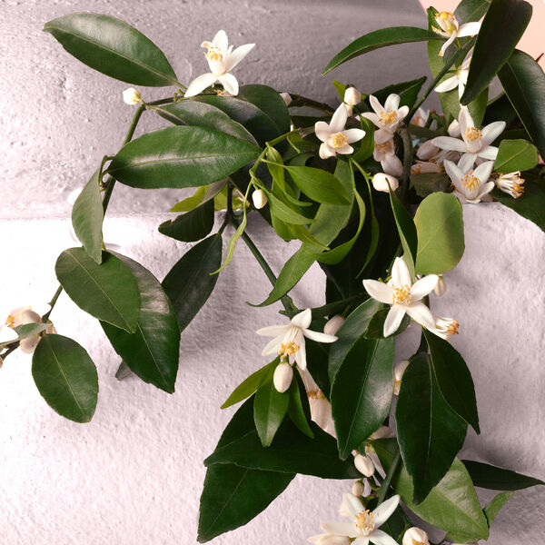 Dolce & Gabbana Devotion - Eau de Parfum intenso