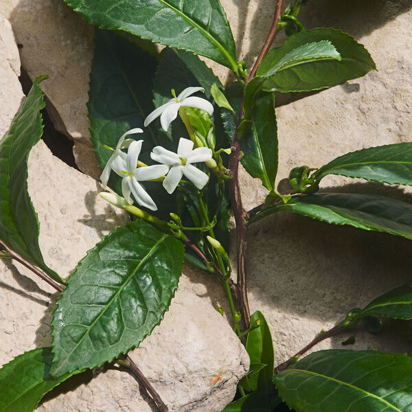 Dolce Gabbana Light Blue Capri in Love - Eau de parfum