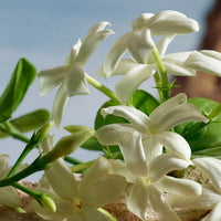 Dolce Gabbana Queen - Parfum