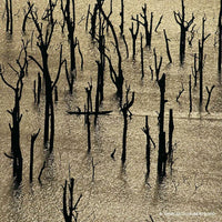 Guerlain Aqua Allegoria Forte Rosa Rossa - Eau de Parfum