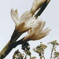 Jo Malone London - Tuberose Angelica