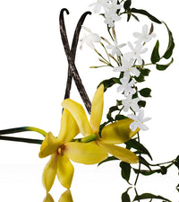Narciso Rodriguez jasmine musc et ses notes : ylang-ylang, gardénia, jasmin, tubéreuse, musc, vanille, ambre boisé