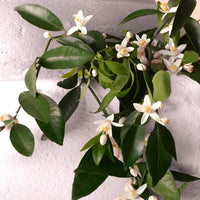 Dolce & Gabbana Devotion EDPI - Set regalo da 100 ml