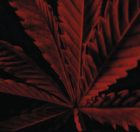 Guerlain Habit Rouge L'Instinct - Intense Eau de toilette