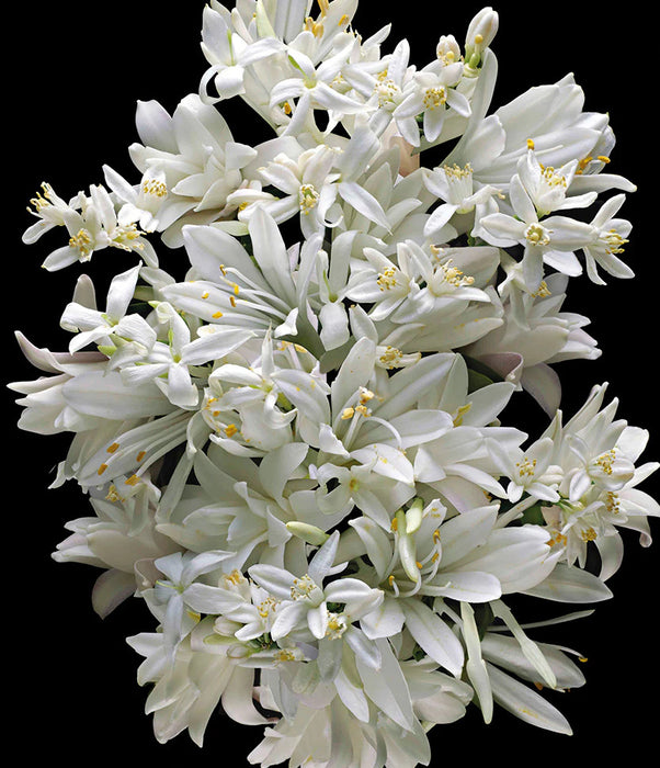 Killian Paris - Good Girl Gone Bad Icon set