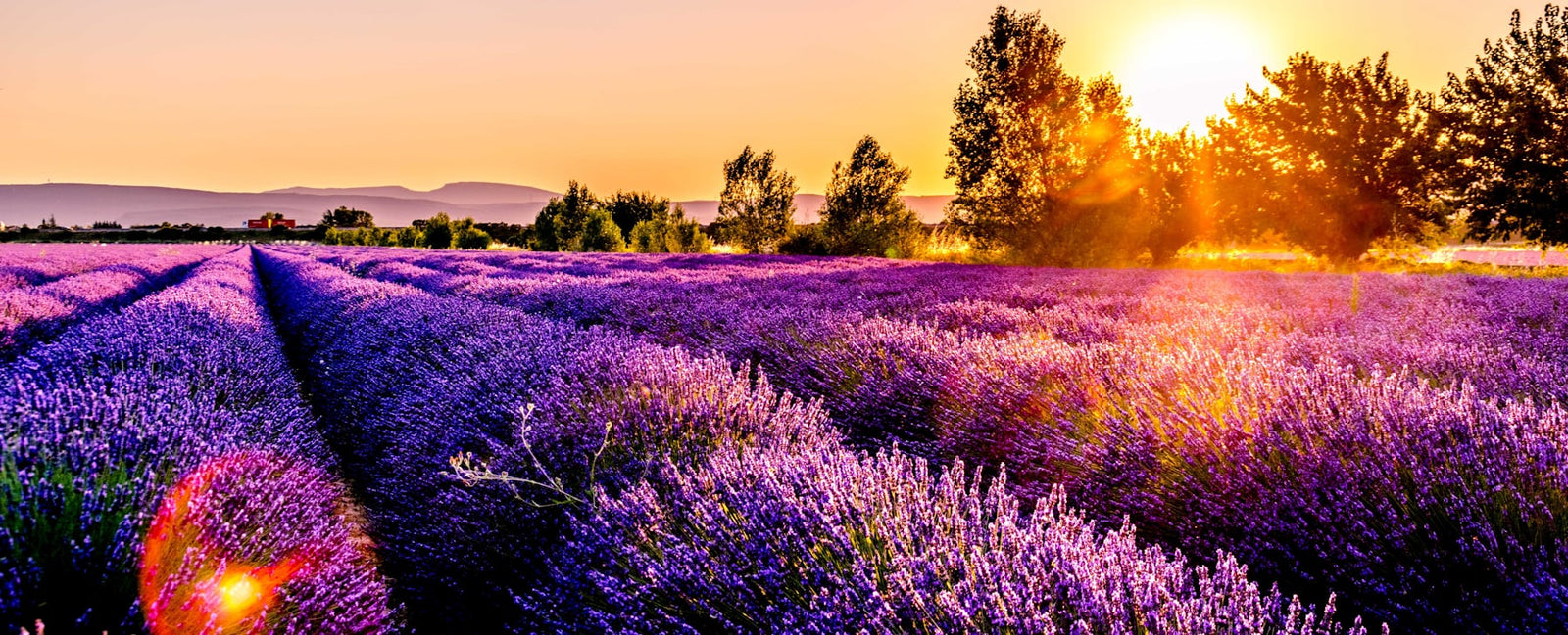 Lavender field in the sun — the heart note of Armani I Will, the 2026 men's novelty at Olara