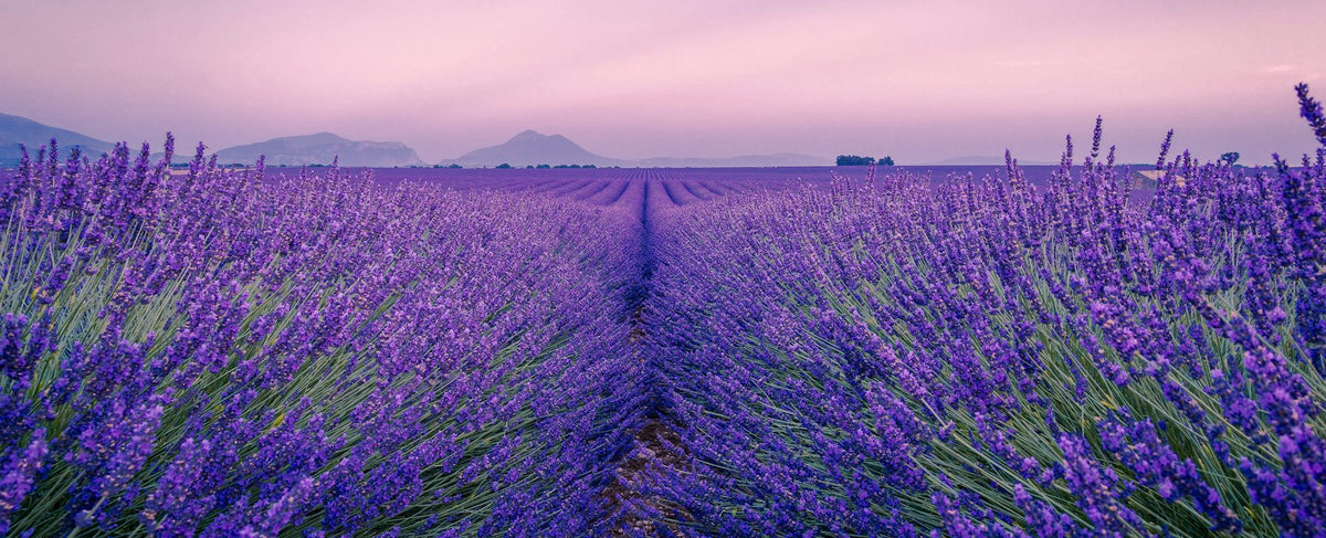 Champ de lavande en Provence sous un ciel du soir — l'élégance rétro de Jean Dujardin et la lavande-vanille de Pour Un Homme de CARON, par la parfumerie Olara
