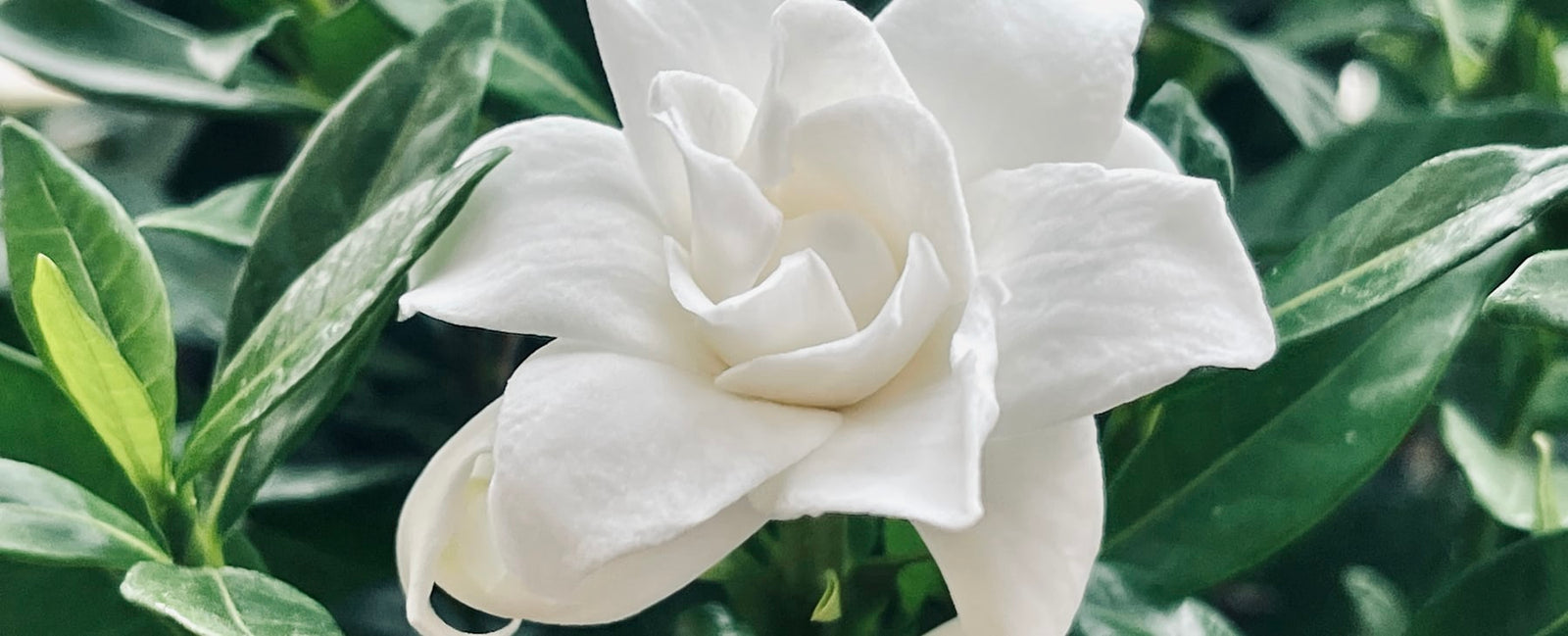 Fleur blanche épanouie baignée de lumière — l'univers floral solaire de Signature Lumière de Léonard chez Olara