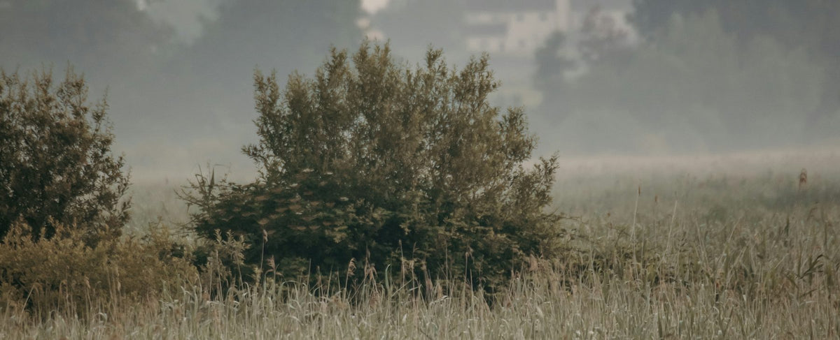 Campagne anglaise sous la brume, arbres au loin dans un champ — l'univers de mémoire et d'intimité de Kate Winslet et d'English Pear & Freesia de Jo Malone London, par la parfumerie Olara
