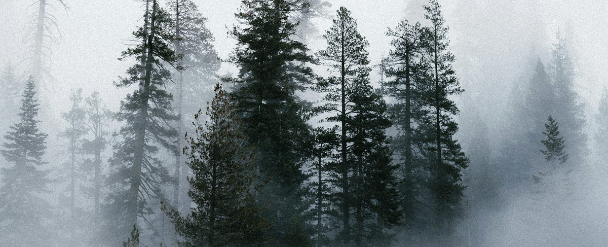 Bosque de abetos envuelto en niebla — el universo de cuento de Maléfica y de Elle Fanning, entre La Fille de Berlin de Serge Lutens y las colonias de Jo Malone London, por la perfumería Olara
