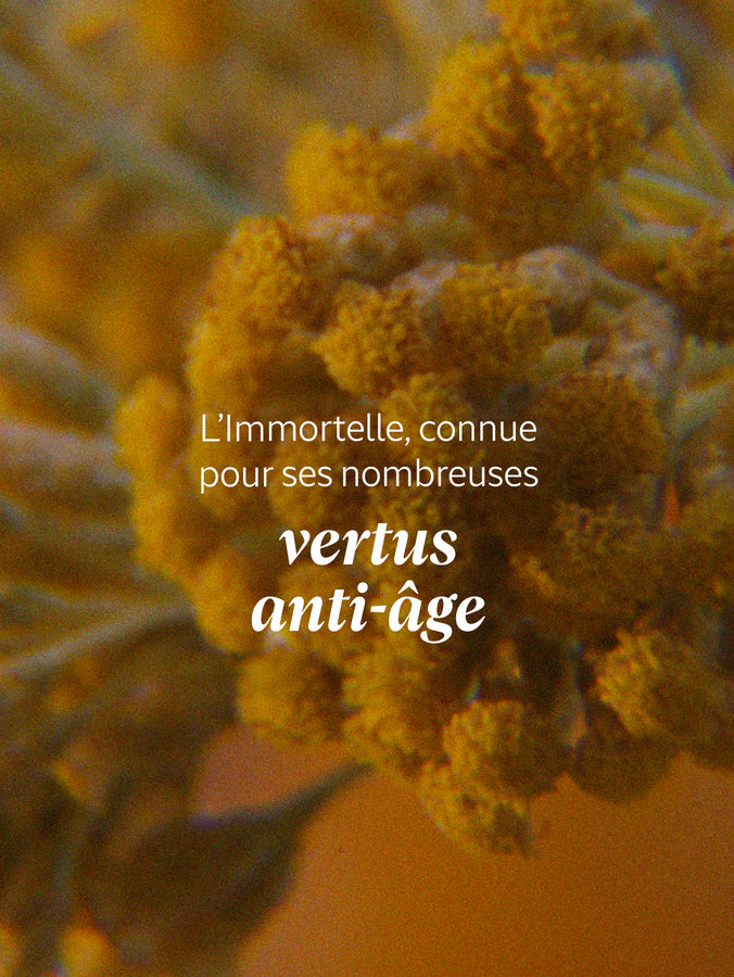 L'Occitane Baume Corps Immortelle-Karité