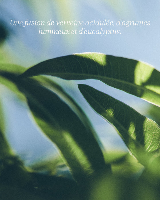 L'Occitane Savon Liquide Mains Verveine (flacon en verre)