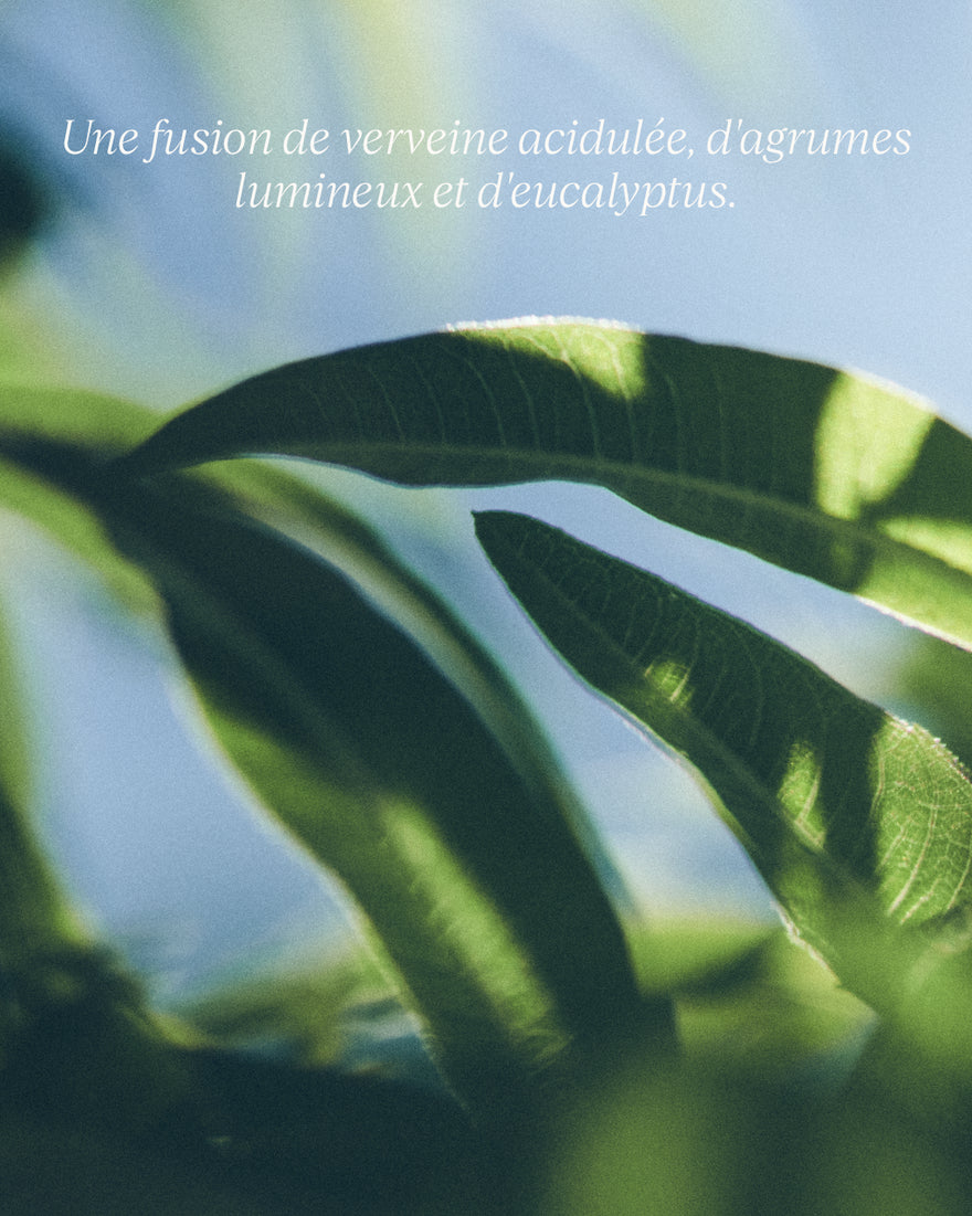 L'Occitane Savon Liquide Mains & Corps Karité Verveine