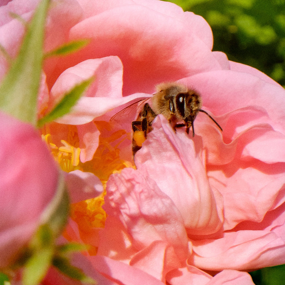 Guerlain La Petite Robe Noire - Honey Rose eau de parfum