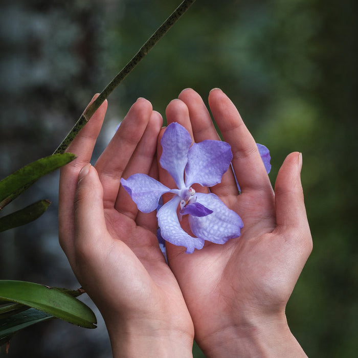 Guerlain Orchidée Impériale - La Crème De Longévité