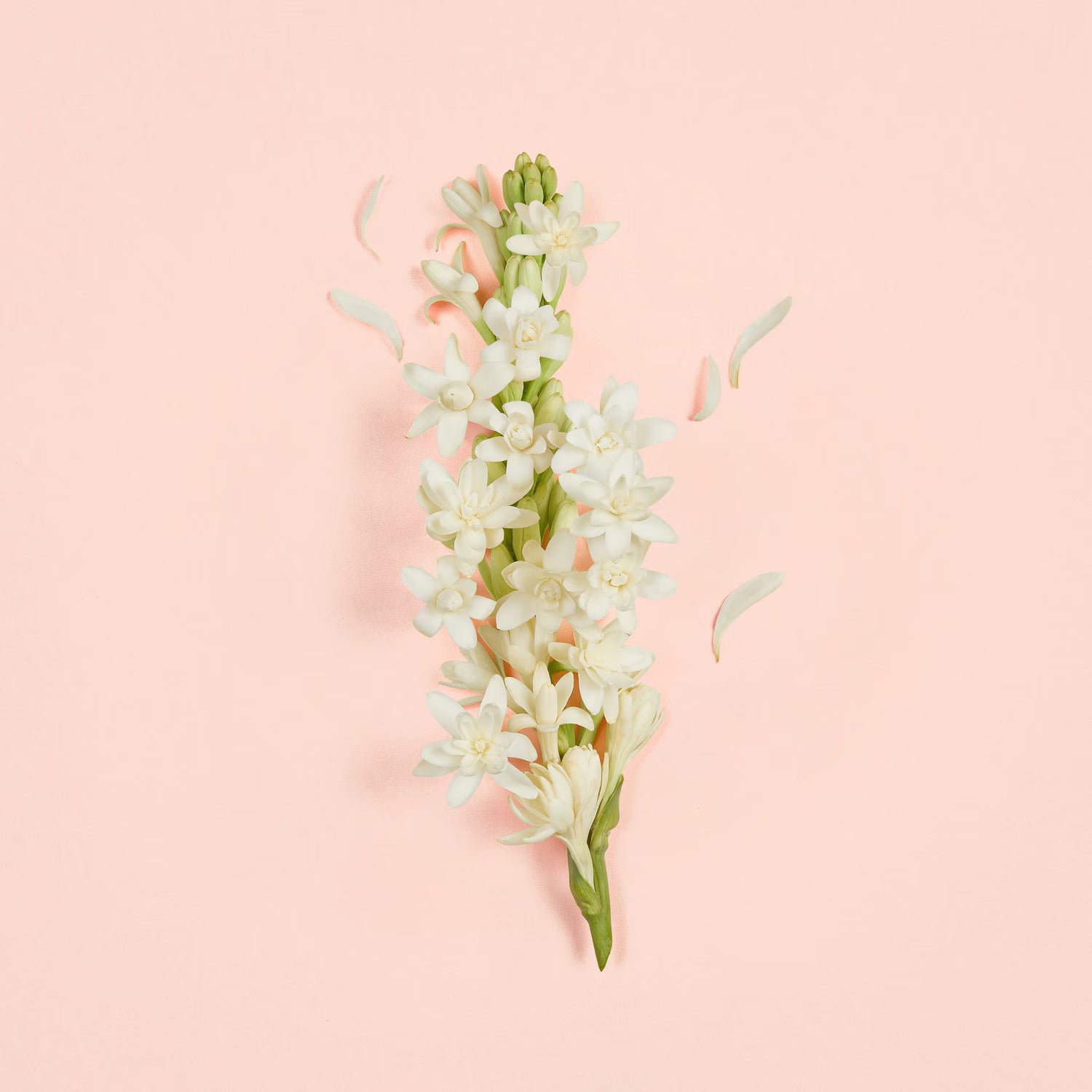 Gucci Bloom Ambrosia d'Oro- Eau de Parfum