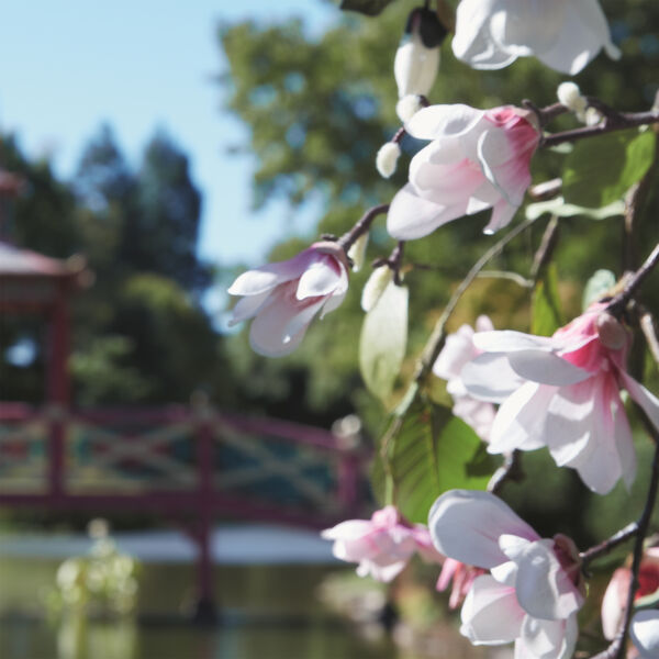 Maison Margiela Springtime In A Park - Eau de toilette