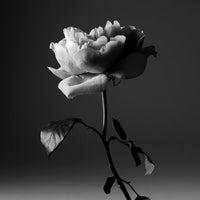 Frédéric Malle - Portrait of Lady Edition limitée