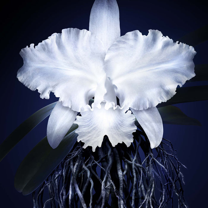Guerlain Orchidée Impériale - La Crème Légère