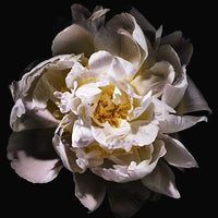 Yves Saint Laurent Mon Paris Eau de toilette Lumière