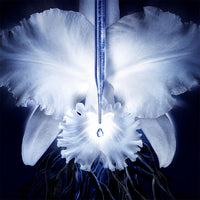 Guerlain Orchidée Impériale - Le Concentré De Longévité
