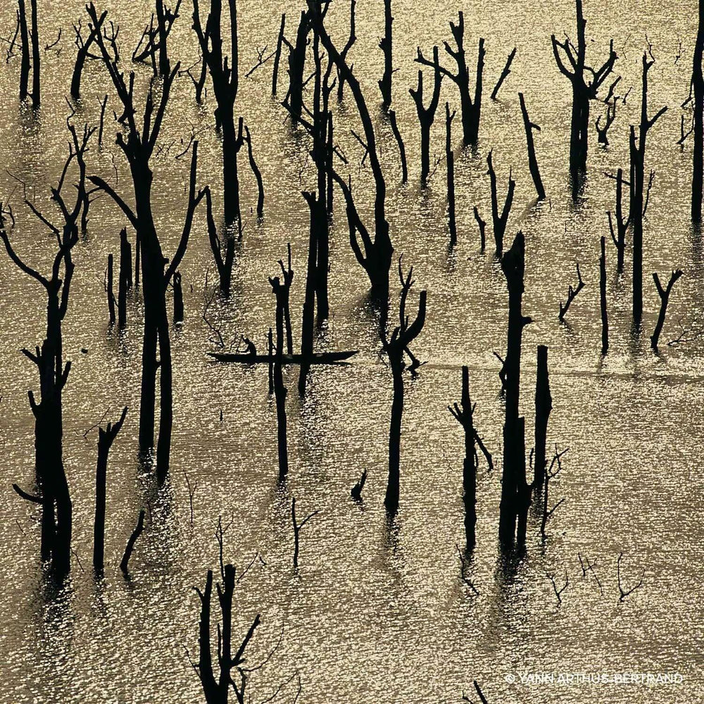 Guerlain Aqua Allegoria Forte Rosa Rossa - Eau de Parfum