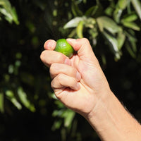 Guerlain Aqua Allegoria Harvest Mandarine Basilikum