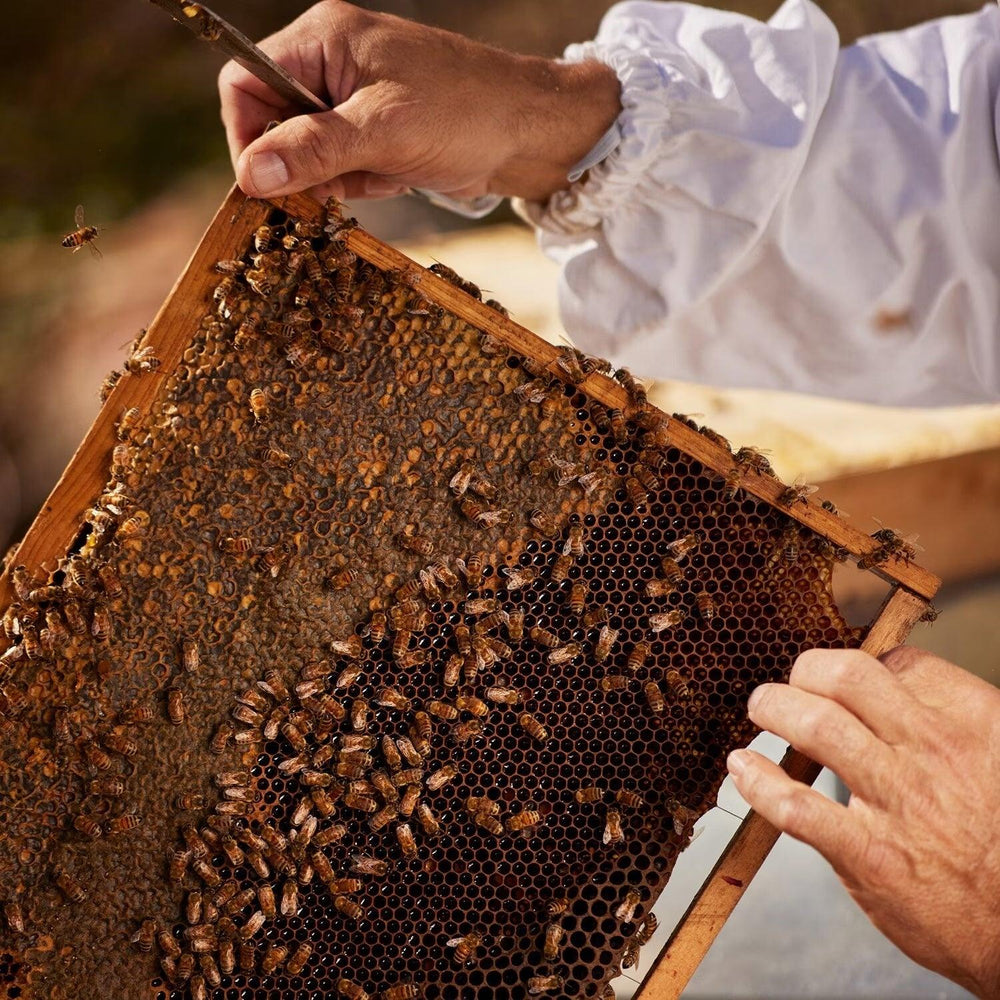 Guerlain Aqua Allegoria Harvest Nerolia Vetiver