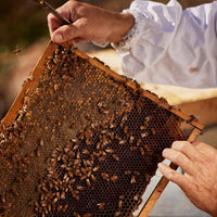 Guerlain Aqua Allegoria Harvest Nerolia Vetiver