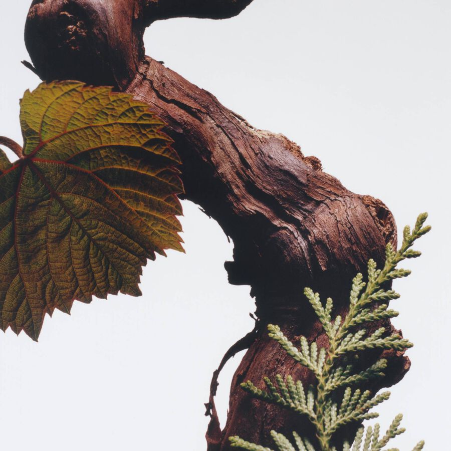 Jo Malone London - Cypress & Grapevine