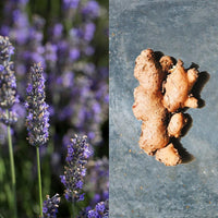 Pour un Homme de Caron Le Matin - Eau de Toilette