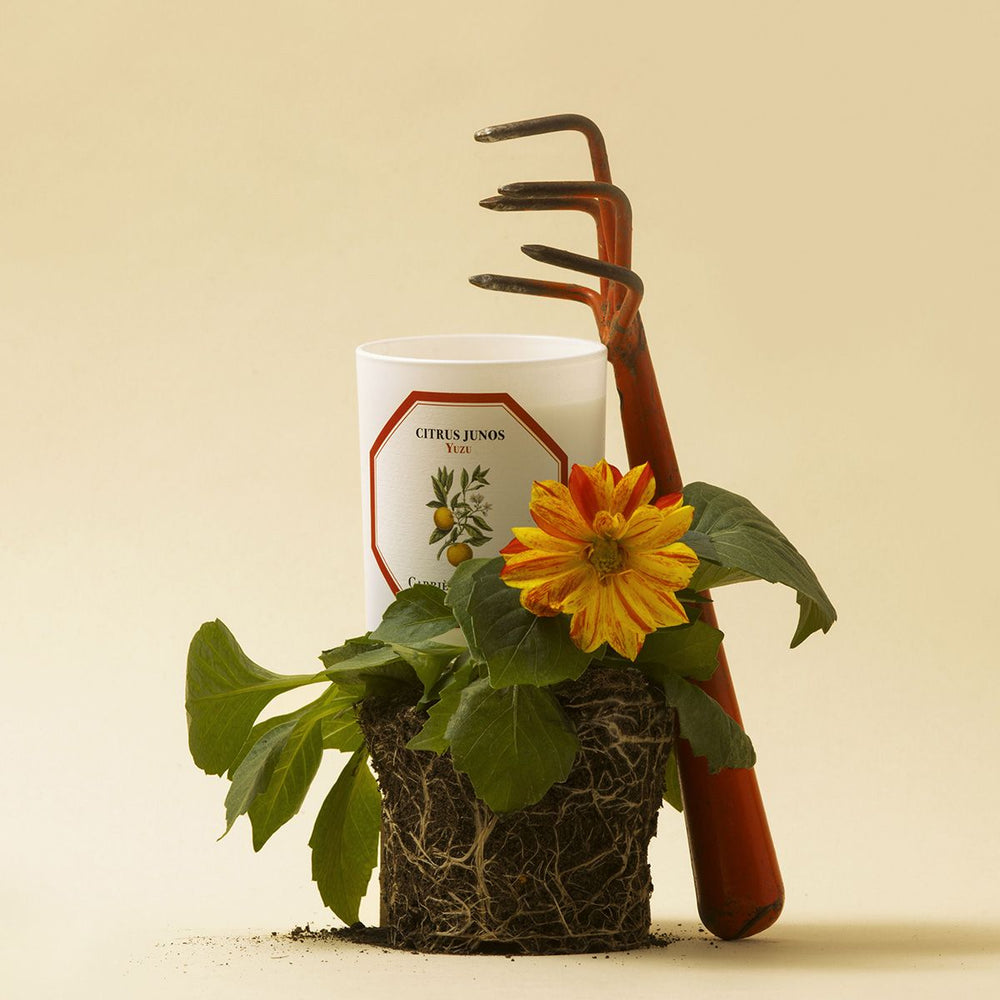 Carrière Frères - Bougie Yuzu
