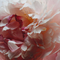 Jo Malone London - Peony & Blush Suede Diffuseur