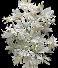 Kilian Paris - Good Girl Gone Bad Icon set