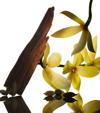 Narciso Rodriguez santal musc et ses notes : ylang-ylang, absolu de cannelle, cœur de musc, bois de santal