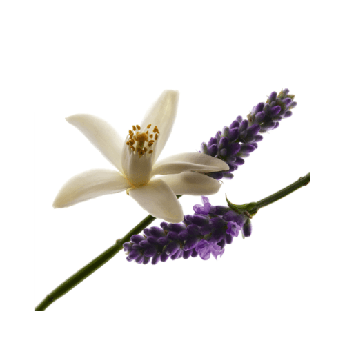 Yves Saint Laurent Libre - Eau de Parfum-Parfumerie Olara-1
