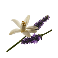 Yves Saint Laurent Libre - Eau de Parfum