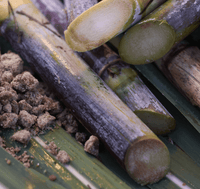 Shiseido Purifying Mask