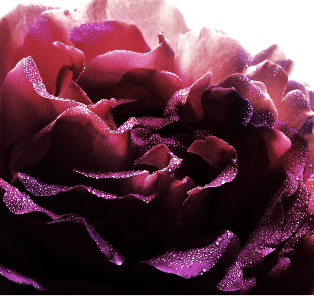 Guerlain La Petite Robe Noire - Ma première robe Eau de parfum