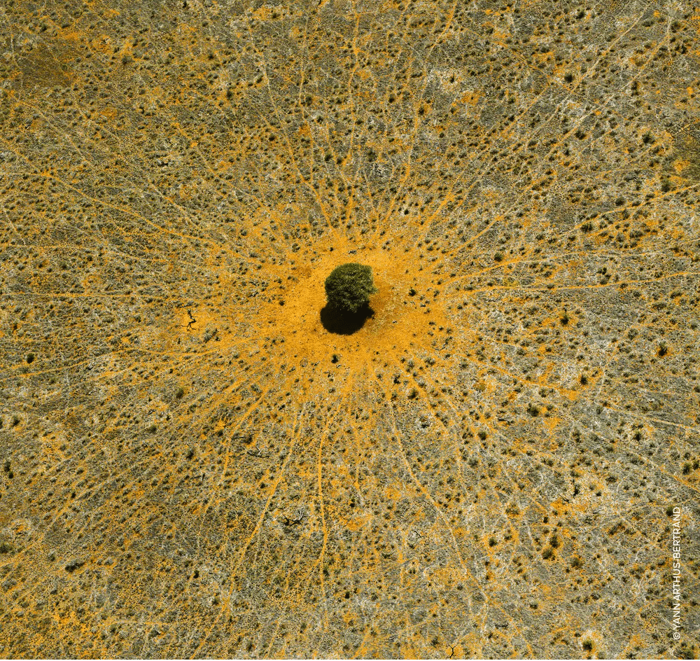 Guerlain Aqua Allegoria Mandarine Basilikum - Eau de Toilette